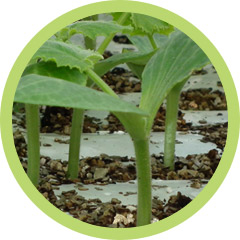 Conventional growing - Courgettes
