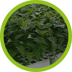 Conventional growing - Peppers