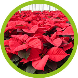 Poinsettia